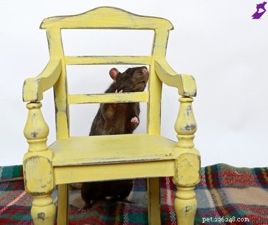 17 Delightful Pets Guaranteed to Brighten Your Day