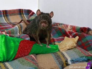17 Delightful Pets Guaranteed to Brighten Your Day
