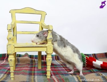 17 Delightful Pets Guaranteed to Brighten Your Day