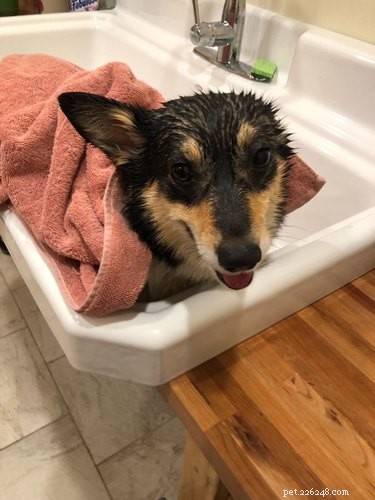 17 Delightful Pets Guaranteed to Brighten Your Day