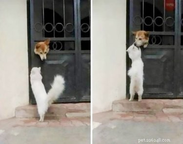 17 Delightful Pets Guaranteed to Brighten Your Day