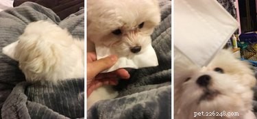 17 Delightful Pets Guaranteed to Brighten Your Day