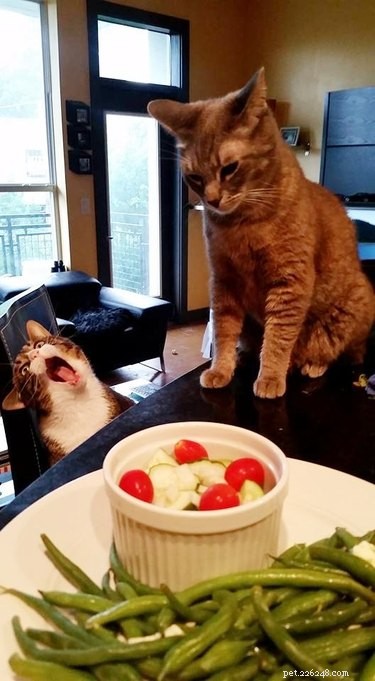 17 Delightful Pets Guaranteed to Brighten Your Day
