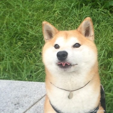17 Delightful Pets Guaranteed to Brighten Your Day
