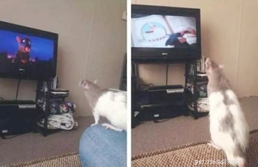 17 Delightful Pets Guaranteed to Brighten Your Day