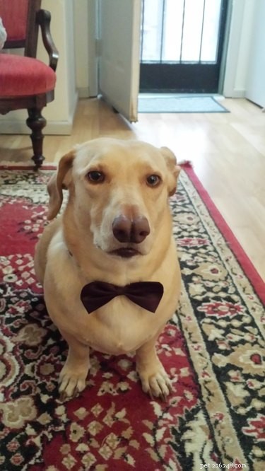 17 Delightful Pets Guaranteed to Brighten Your Day