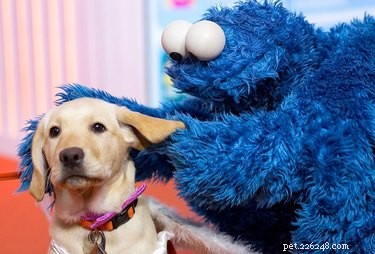 17 Delightful Pets Guaranteed to Brighten Your Day