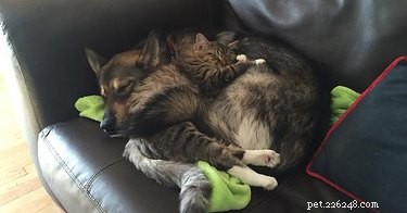 17 Delightful Pets Guaranteed to Brighten Your Day