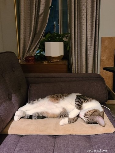 17 Delightful Pets Guaranteed to Brighten Your Day