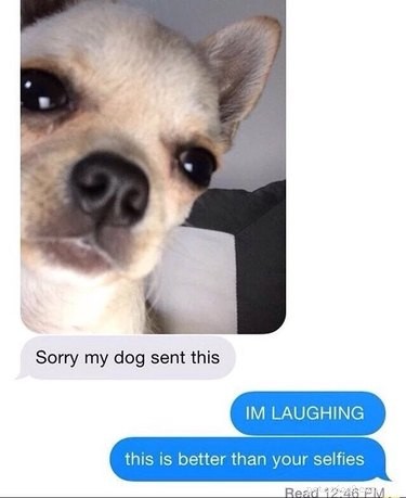 17 Delightful Pets Guaranteed to Brighten Your Day