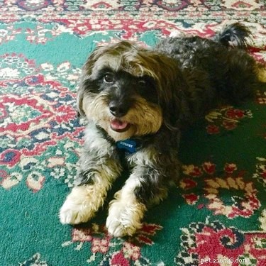 17 Delightful Pets Guaranteed to Brighten Your Day