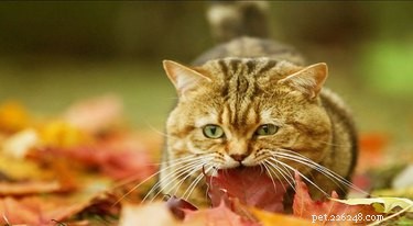 18 Charming and Hilarious Pet Photos That Will Brighten Your Day