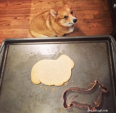18 Charming and Hilarious Pet Photos That Will Brighten Your Day