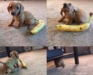 18 Charming and Hilarious Pet Photos That Will Brighten Your Day