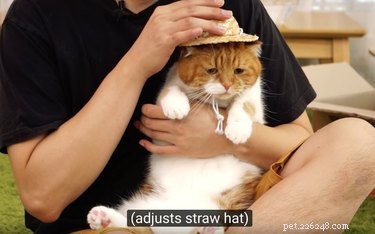 18 Charming and Hilarious Pet Photos That Will Brighten Your Day