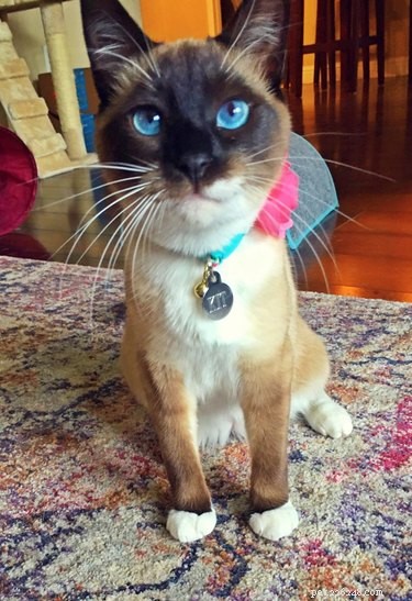 18 Charming and Hilarious Pet Photos That Will Brighten Your Day