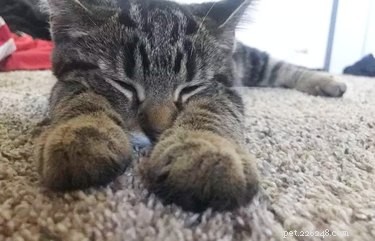 18 Charming and Hilarious Pet Photos That Will Brighten Your Day