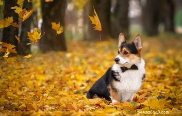 18 Charming and Hilarious Pet Photos That Will Brighten Your Day