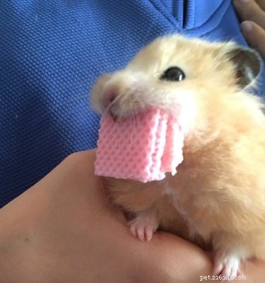 18 Charming and Hilarious Pet Photos That Will Brighten Your Day