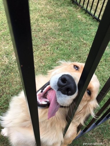 18 Charming and Hilarious Pet Photos That Will Brighten Your Day