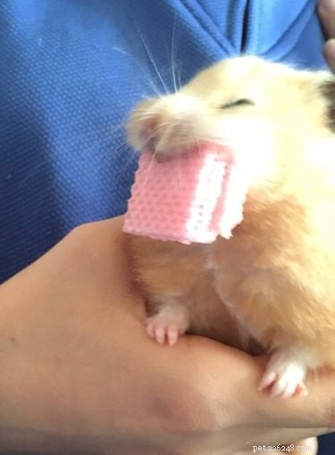 18 Charming and Hilarious Pet Photos That Will Brighten Your Day