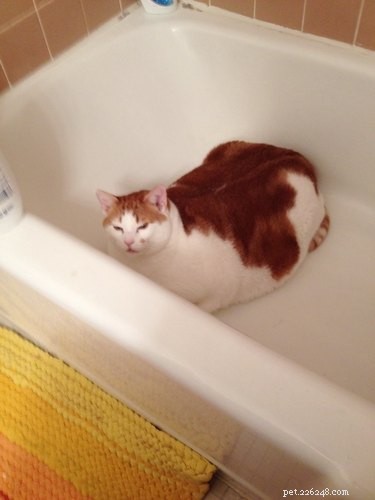 18 Charming and Hilarious Pet Photos That Will Brighten Your Day