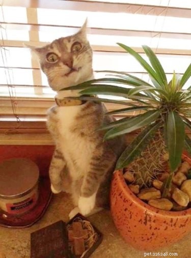18 Charming and Hilarious Pet Photos That Will Brighten Your Day