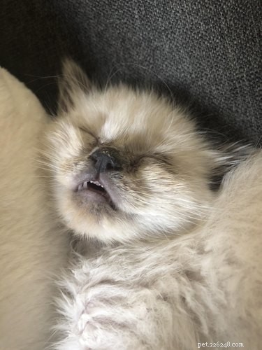 18 Charming and Hilarious Pet Photos That Will Brighten Your Day
