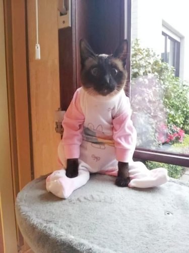 18 Charming and Hilarious Pet Photos That Will Brighten Your Day