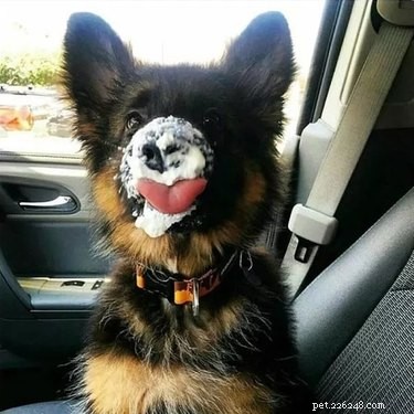 18 Charming and Hilarious Pet Photos That Will Brighten Your Day