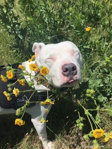 18 Charming and Hilarious Pet Photos That Will Brighten Your Day