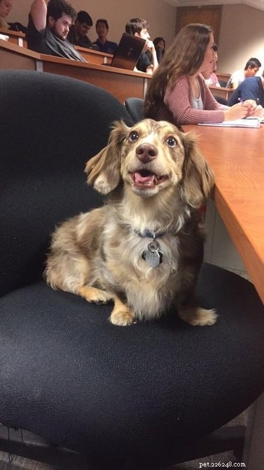 16 Teacher Pets Ready for the New School Year