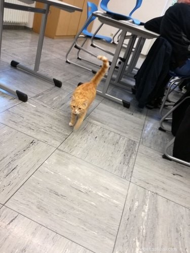 16 Teacher Pets Ready for the New School Year