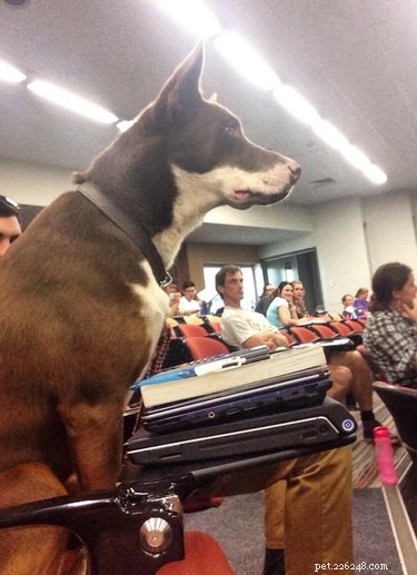 16 Teacher Pets Ready for the New School Year