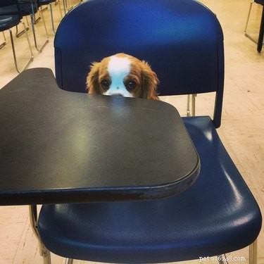 16 Teacher Pets Ready for the New School Year