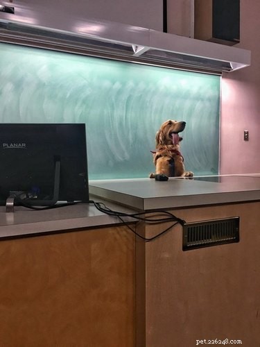 16 Teacher Pets Ready for the New School Year