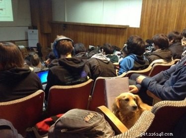 16 Teacher Pets Ready for the New School Year