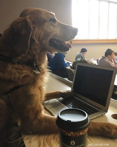 16 Teacher Pets Ready for the New School Year