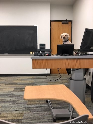 16 Teacher Pets Ready for the New School Year