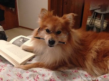 16 Teacher Pets Ready for the New School Year