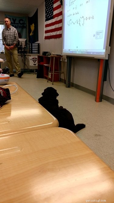 16 Teacher Pets Ready for the New School Year