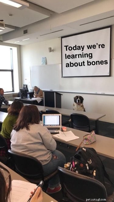 16 Teacher Pets Ready for the New School Year