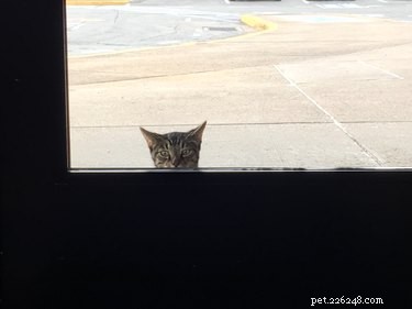 16 Teacher Pets Ready for the New School Year