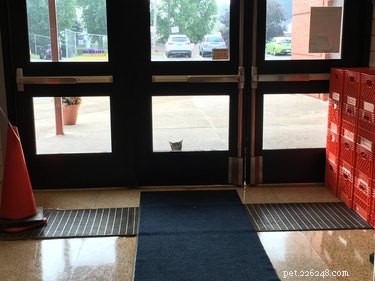 16 Teacher Pets Ready for the New School Year