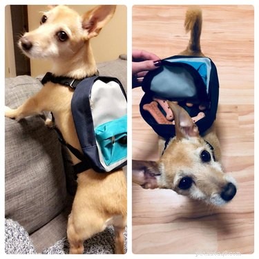 16 Teacher Pets Ready for the New School Year