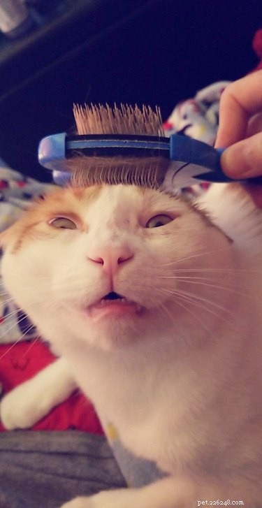 17 Adorable Pets Who Love Brushing Time