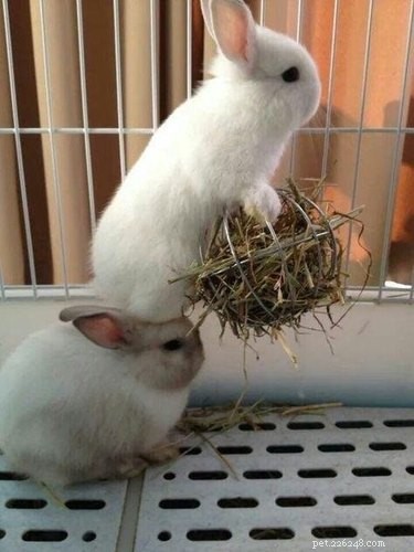 19 Heartwarming Bunny Memes & Photos to Brighten Your Day