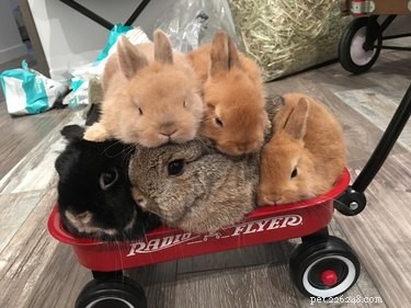 19 Heartwarming Bunny Memes & Photos to Brighten Your Day