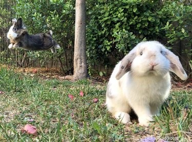 19 Heartwarming Bunny Memes & Photos to Brighten Your Day