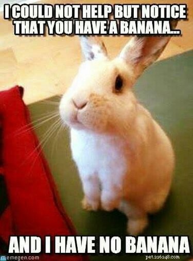 19 Heartwarming Bunny Memes & Photos to Brighten Your Day